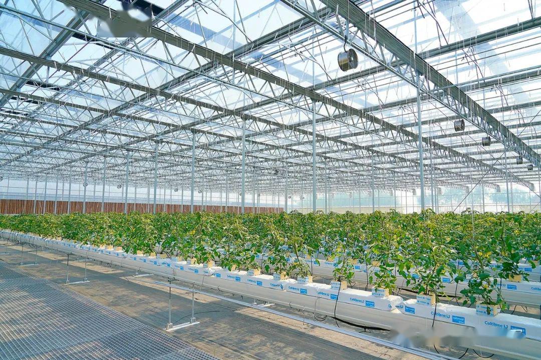 约起来智能大棚五一采摘小编带你发现不一样的青西