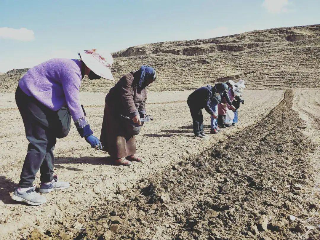 阿坝县人工种植蕨麻带动当地经济发展
