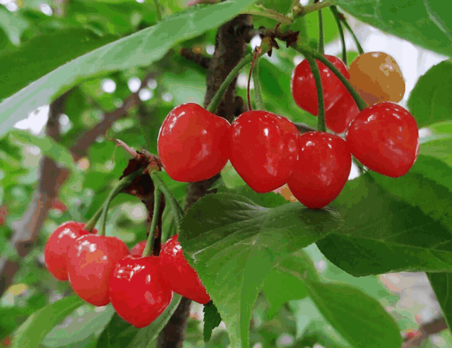 昆明4月樱桃采摘游玩攻略可当天往返