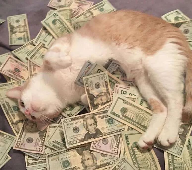 猫咪:"啊,金钱的味道,只有睡在钱上才能让我安心".