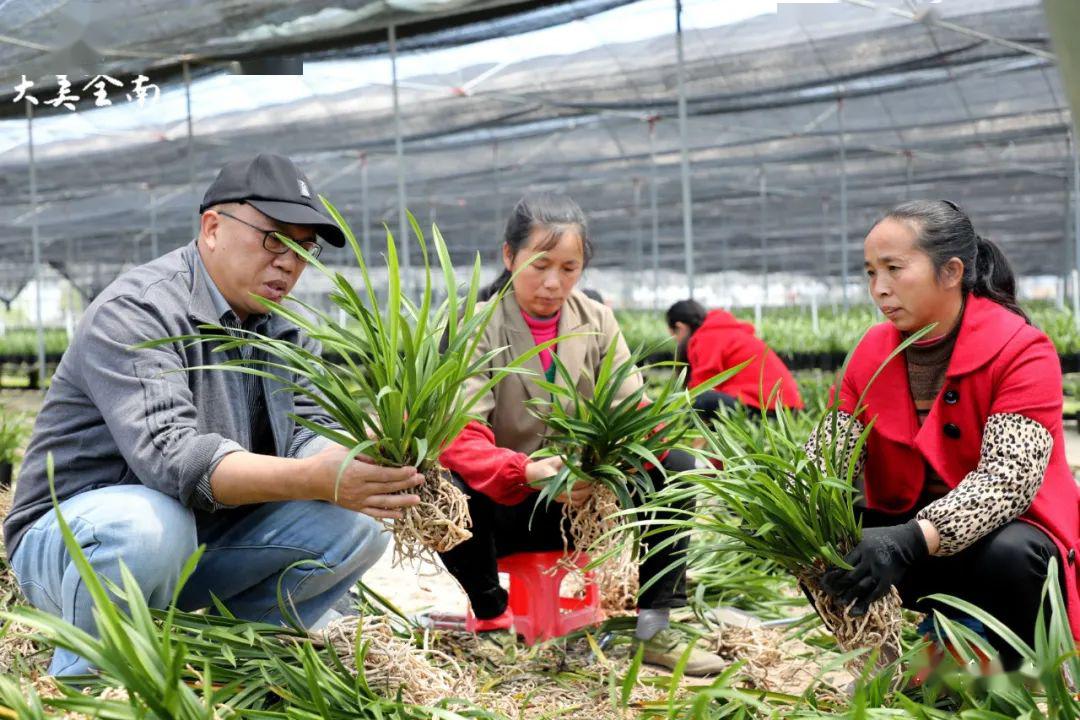 内郁郁葱葱的兰花虽然没有艳丽的花朵走进南迳镇香韵兰花基地视频新闻
