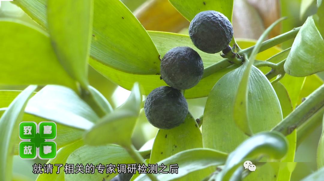 张世碧告诉记者:"等到竹柏果皮变成黑色,脱掉皮再晒干,之后就可以榨油