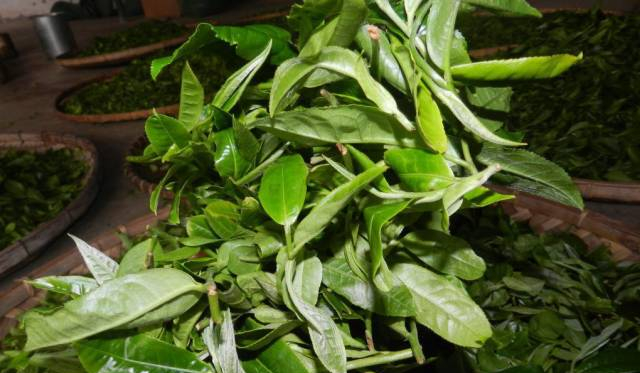 6,倚邦 (曼松,嶍崆,架布,曼拱等).