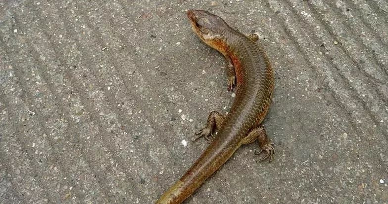 在邵阳有一种蛇叫猪婆蛇你小时候抓过吗