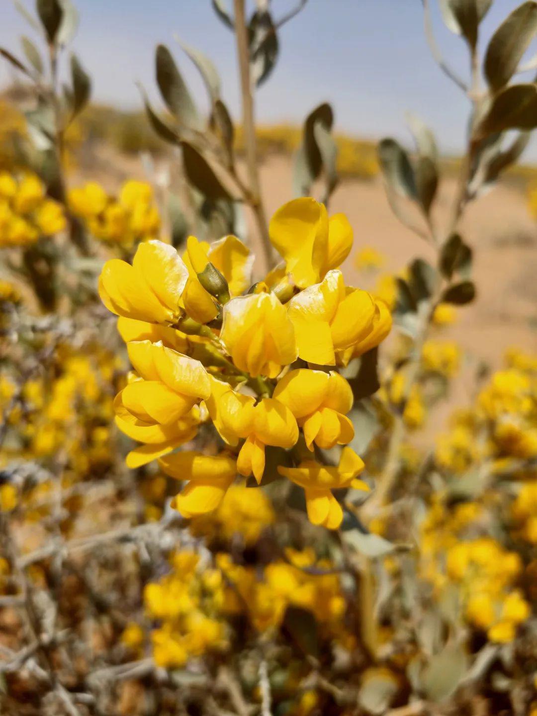 经济技术开发区境内的荒漠随处可见从春到冬都常绿的固沙灌木沙冬青