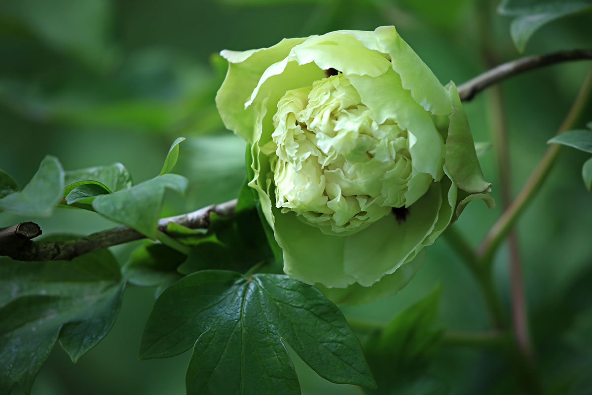 原创豆绿牡丹碧于轻浪翠于烟如此花容自解怜