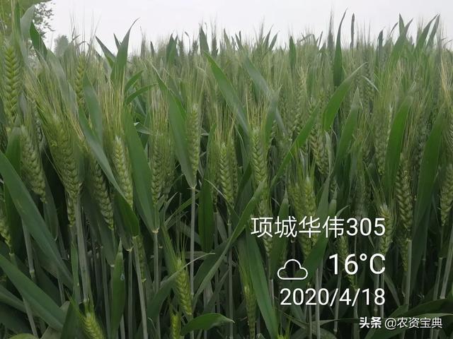 华伟305优质强筋超高产未来小麦发展的必然趋势