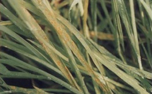 小麦秆黑粉病传播途径危害症状及防治措施