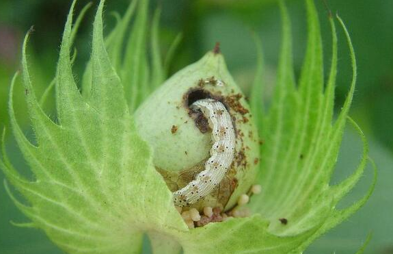 2020年阿克苏地区一代棉铃虫发生及防治适期预报