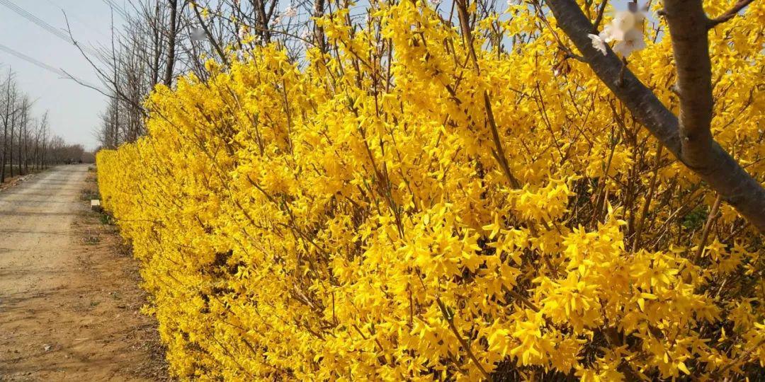 牡丹苗木价格