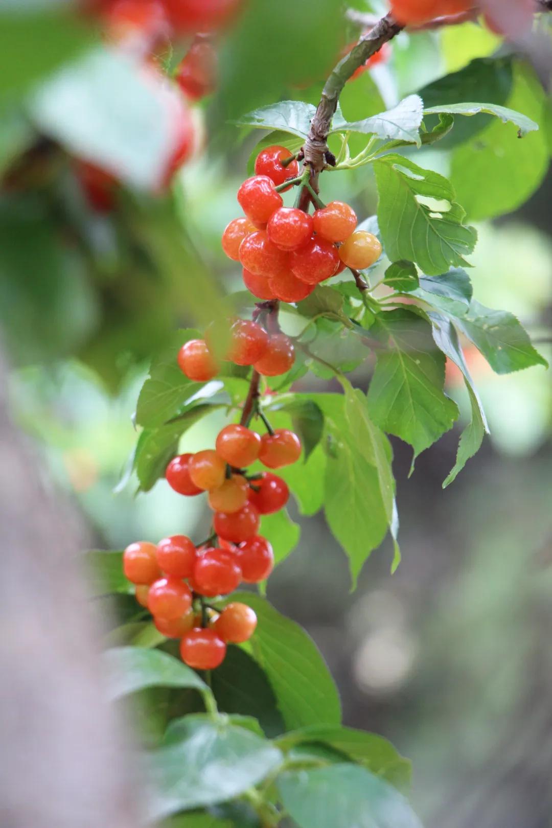 月城水果进军魔都凉山西昌樱桃大放异彩