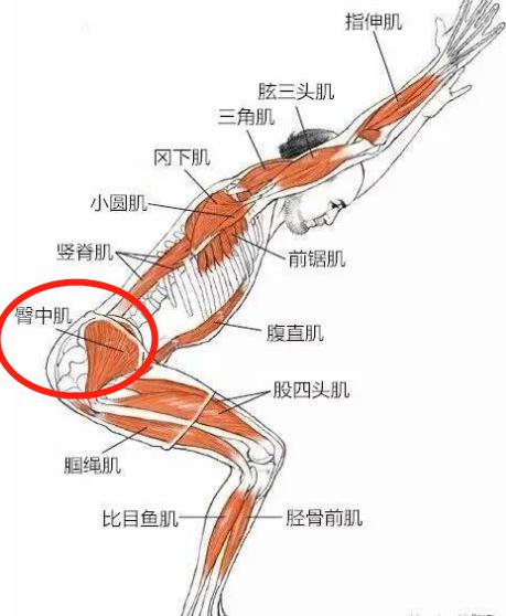 臀小肌臀小肌位于比臀中肌更深层的地方,臀小肌的前方部分与臀中肌密