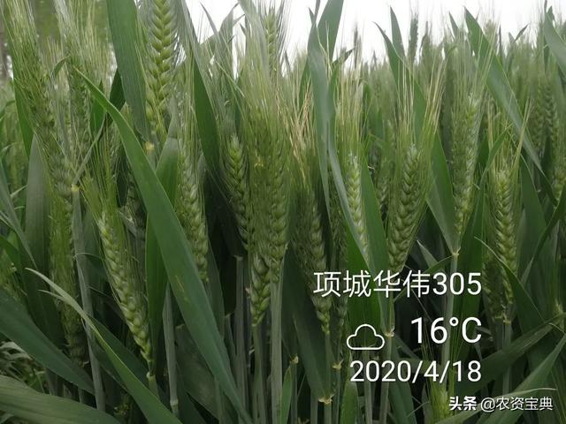 华伟305优质强筋超高产未来小麦发展的必然趋势