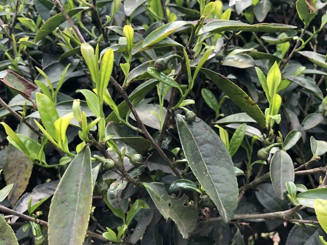 福鼎市茶文化研究会走访会员及《解读福鼎白茶》编委企业(四)_茶树