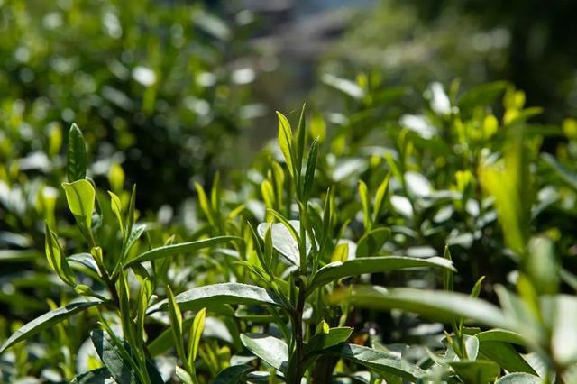 喝懂金骏眉春茶!藏在土地里的秘密