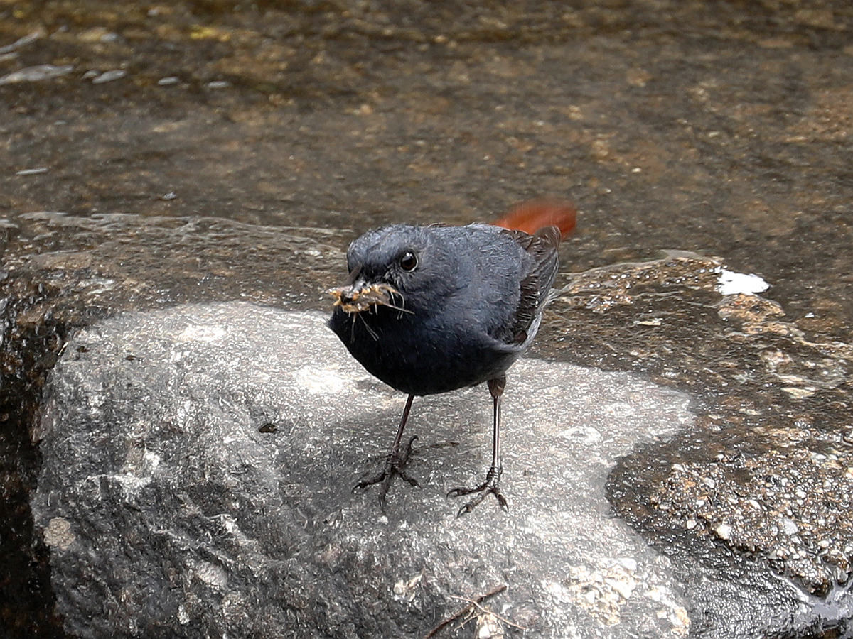 原創觀鳥故事丨紅尾水鴝添幼鳥鳥爸鳥媽忙飛天