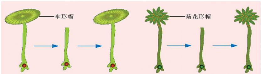 伞藻的结构图图片