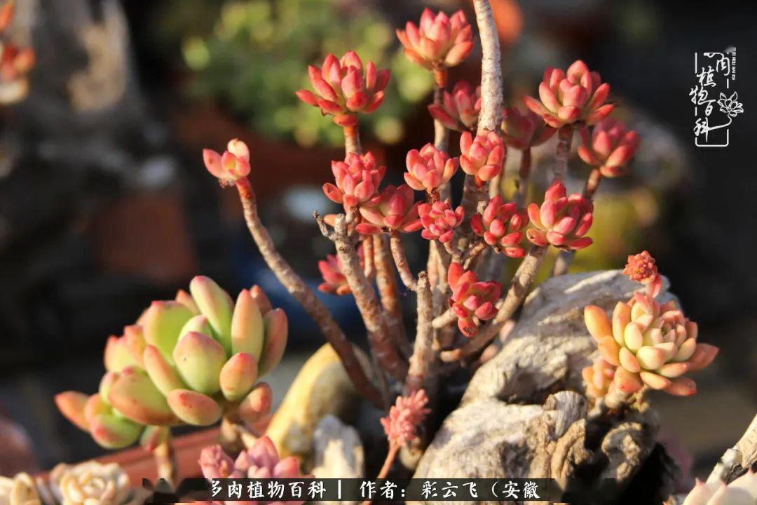 多肉露养季不折腾不成活谁说多肉是懒人植物