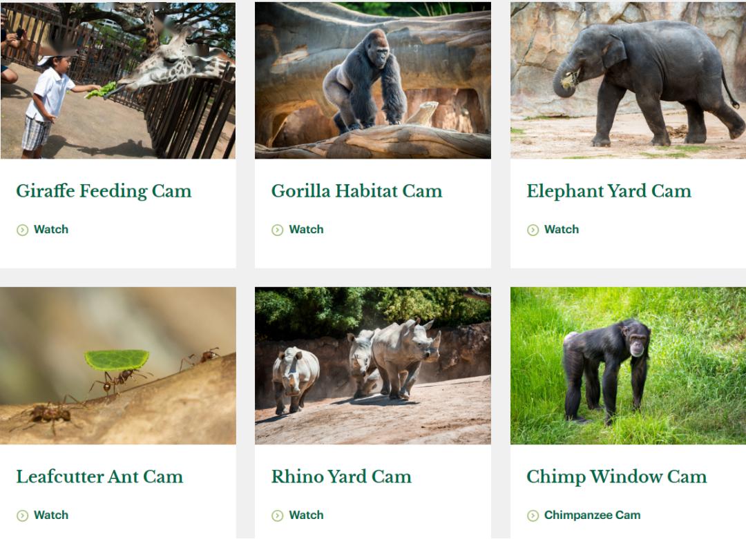 那些滑溜溜和毛绒绒的朋友们开直播啦你造吗