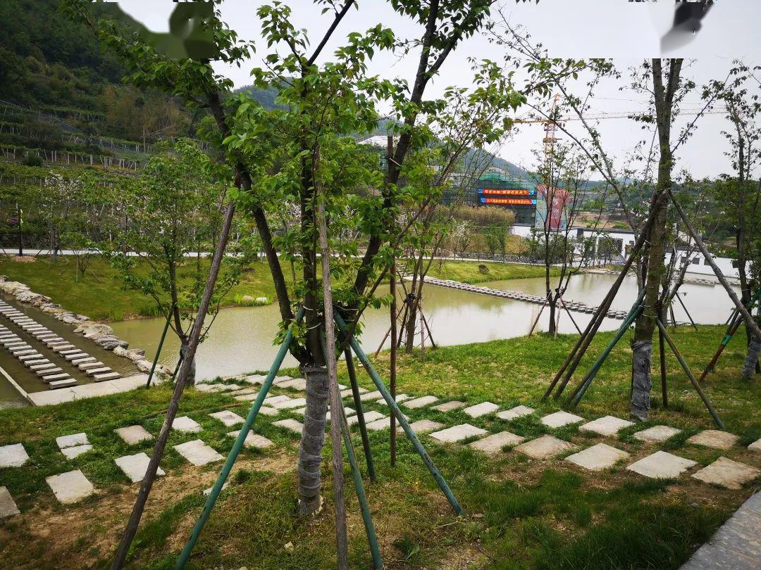 去趟後嶺花開為城東發展鄉村旅遊拓展思路