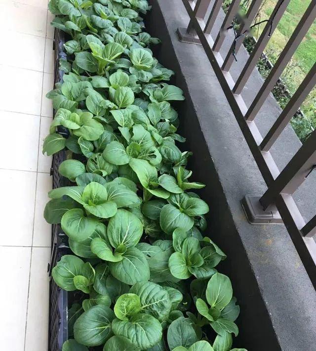 宅家的最高境界是在家种菜