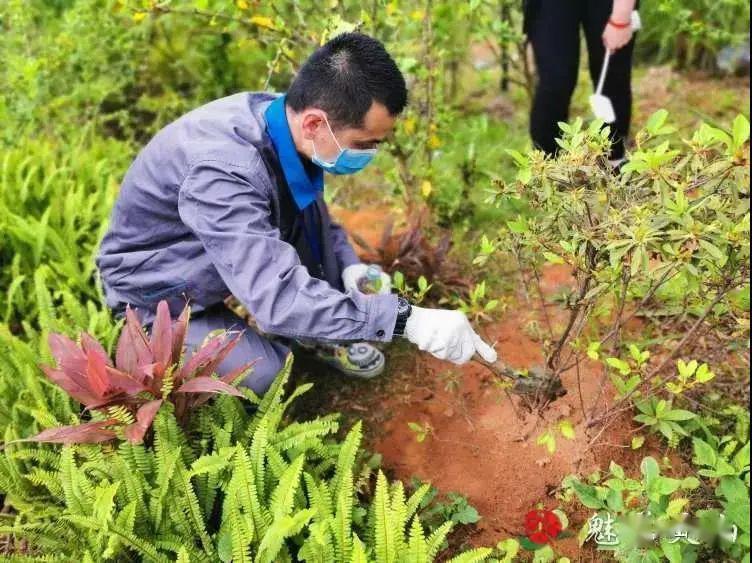 灵山人:极具毒性的红火蚁在六峰山环山路出没,千万不要触碰_防治所