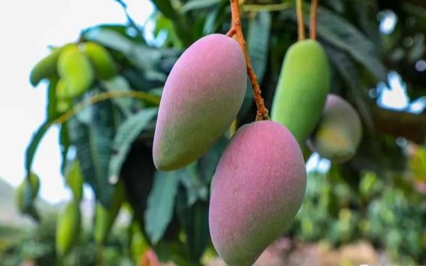 辰颐物语丨贵妃芒活动来袭_芒果