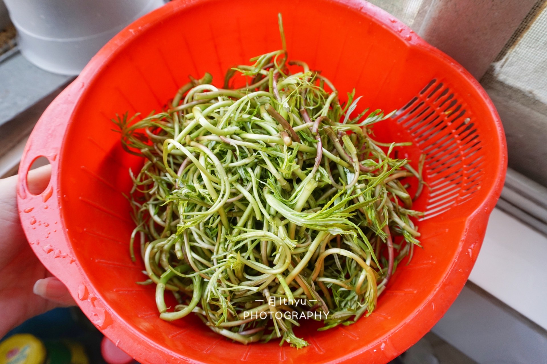 原创在皖北这种野菜一斤要30还是很多人抢着吃