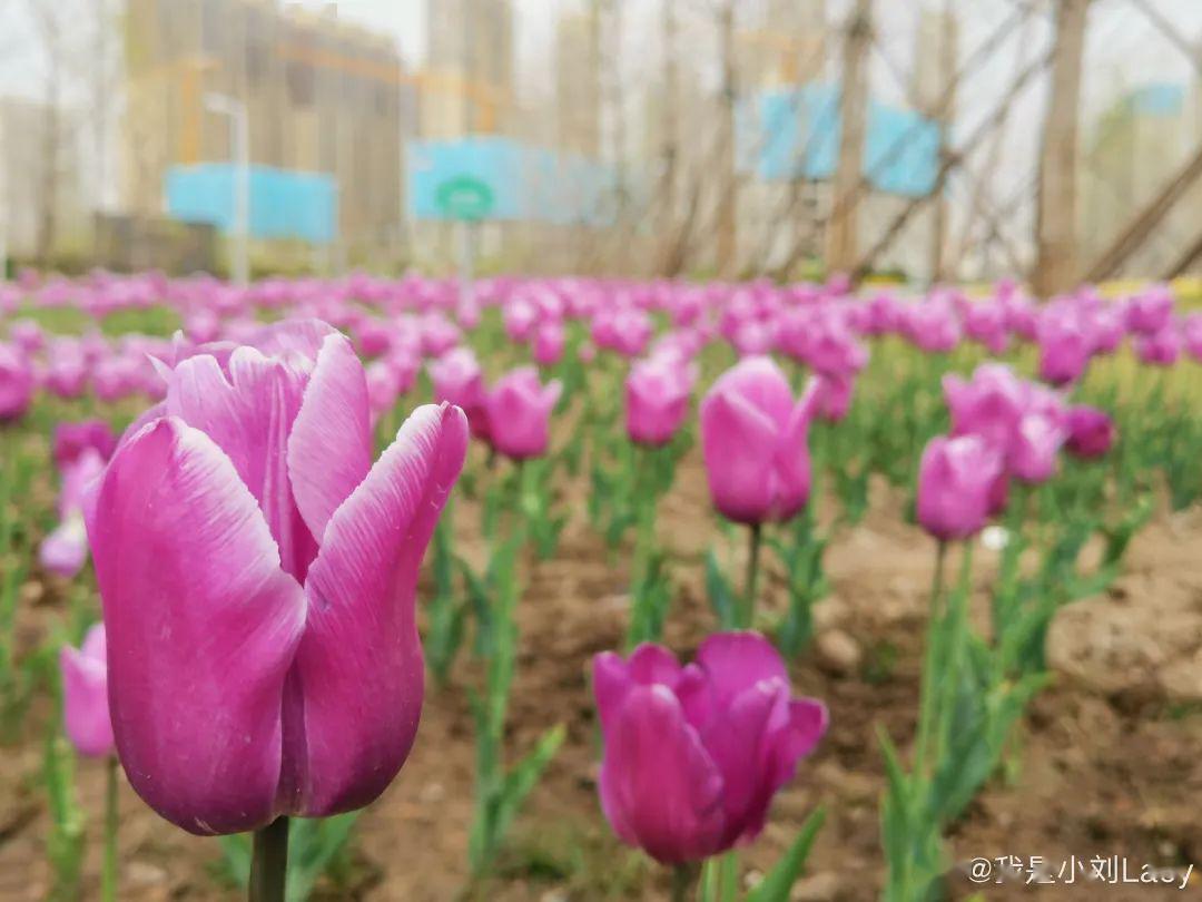 別去擠迎澤公園了太原花開成海將成為全國最美城市刷爆你的朋友圈