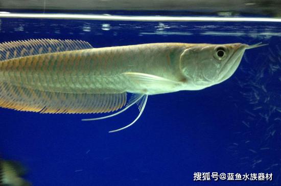 龙鱼养殖小知识在飞凤和龙鱼混养时,最好选择体型差