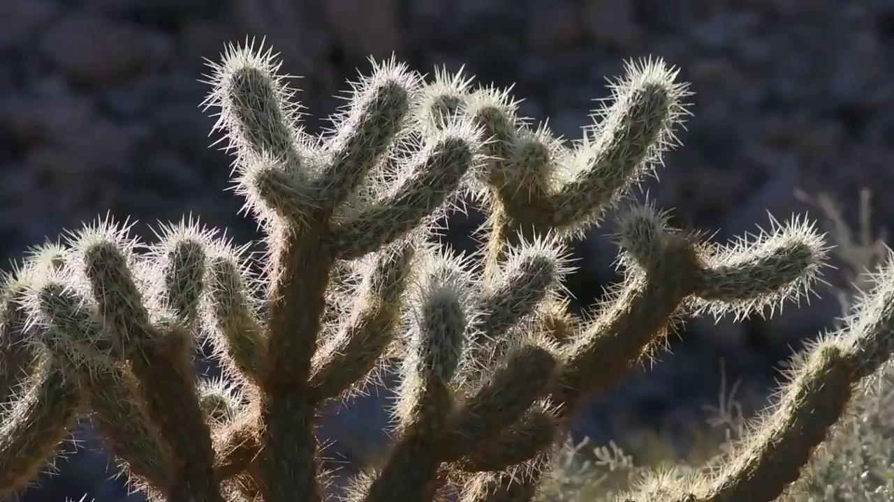 柳叶锐齿石楠图片