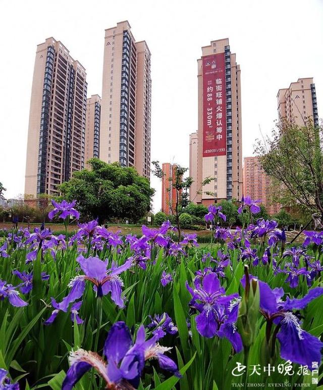 驻马店市区:最美人间四月天 妖姬鸢尾花正艳