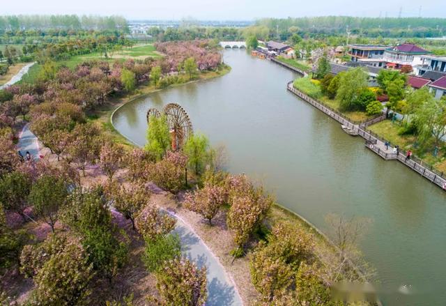 微姜堰三水街道人间四月天赏樱最佳时