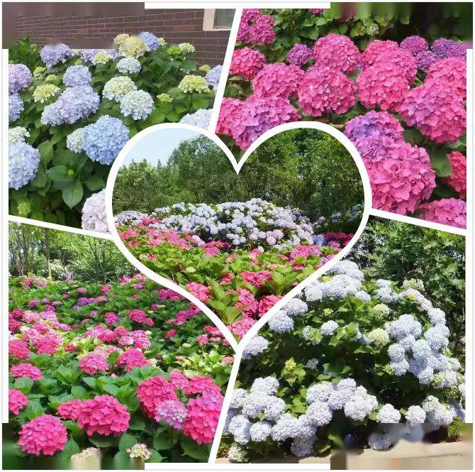 山东青岛大量绣球出售!