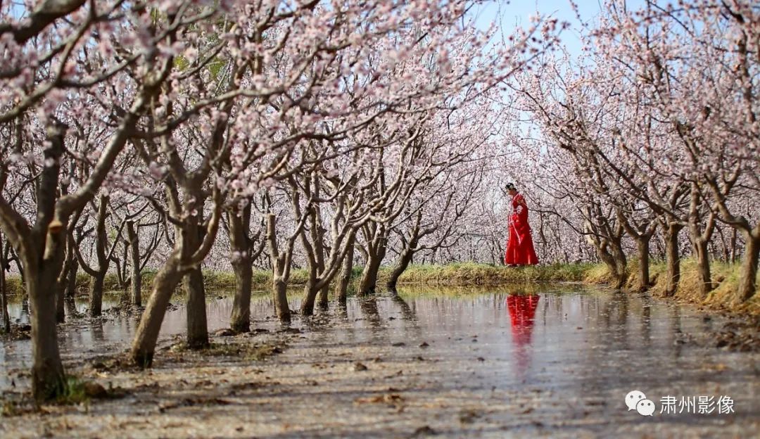 花开似海没有了节酒泉肃州区金佛寺的杏花依旧烂漫