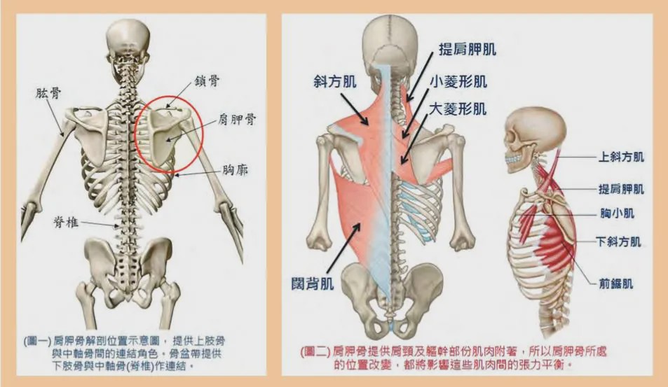 肩胛是哪个部位图解图片