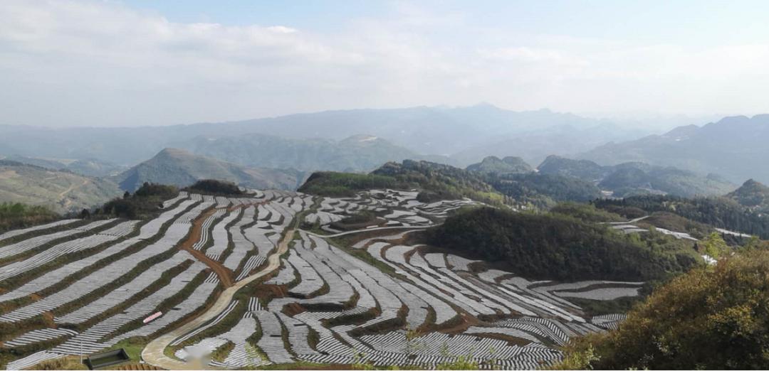 平均海拔超过1200米的遵义市汇川区山盆镇高雄村,一畦畦起垄盖膜的