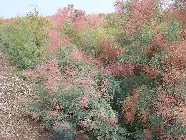 磴口故事 | 心畔红柳 绿的变迁