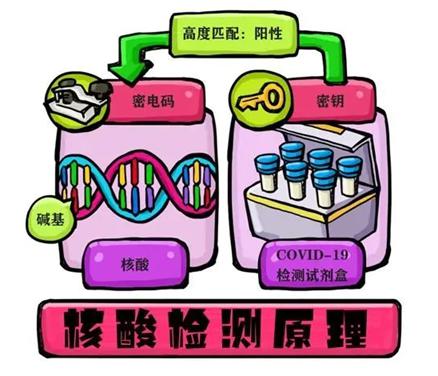 科普知識Ⅰ你對新冠肺炎確診金標準核酸檢測瞭解多少