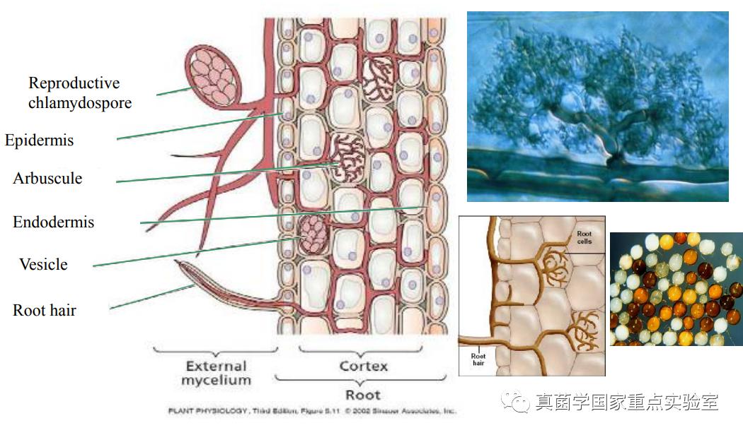 fungi,amf),由球囊菌門(glomeromycota)真菌侵入植物的根系細胞形成的