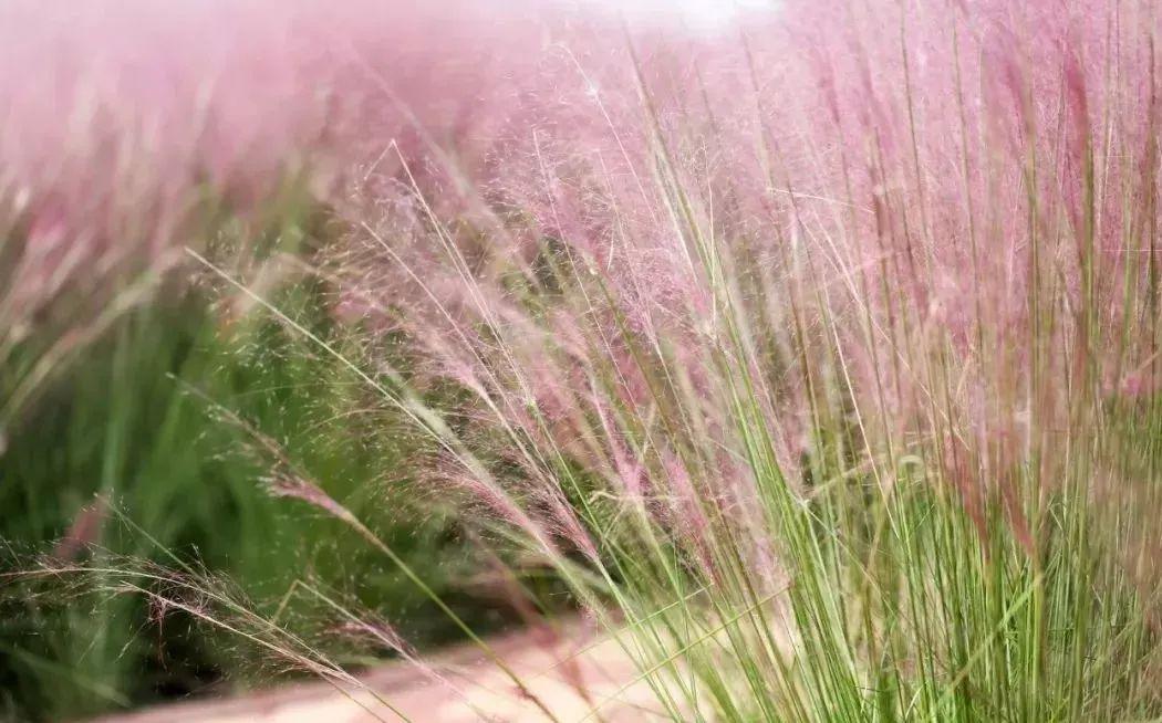 粉黛乱子草那一抹最轻柔的粉红