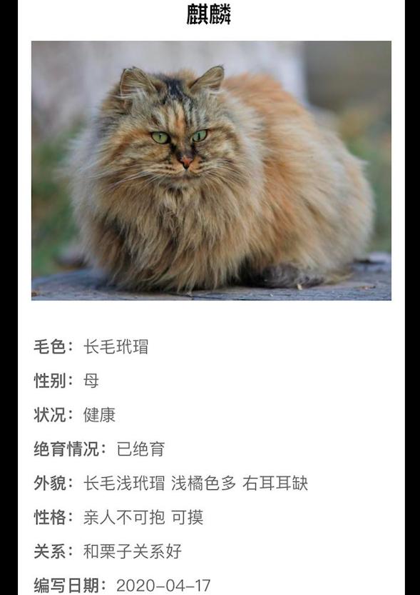 北大为校园流浪猫建档案,倡导领养替代购买,看到八卦信息我笑了_猫咪