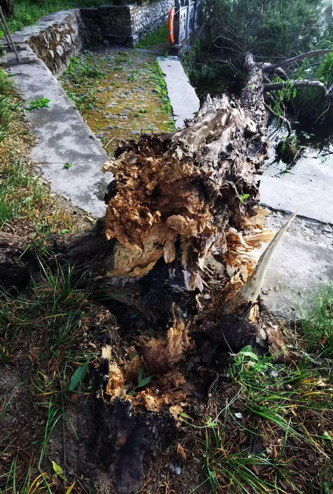 昨晚大理三塔倒影公园内一棵大树被风吹断