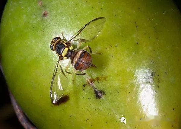 顽固害虫诱杀技术详解