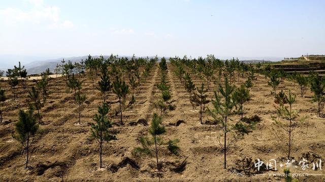 张家川县梁山镇植树造林按下"快进键"_荒山