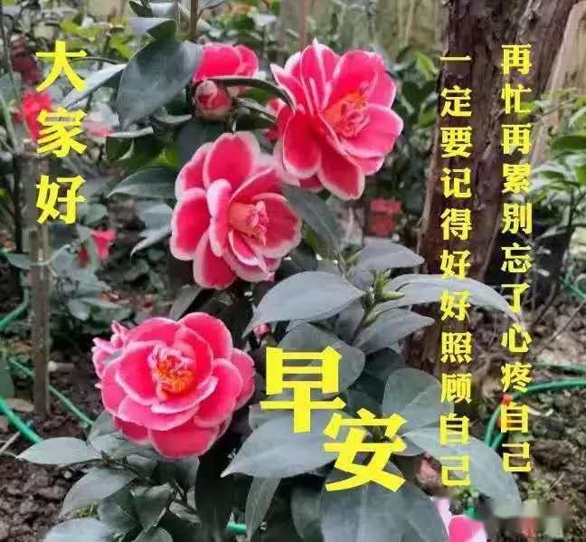 4月21日最新早上好特漂亮的动态祝福图片!