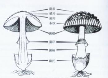 食用菌的形态结构图片