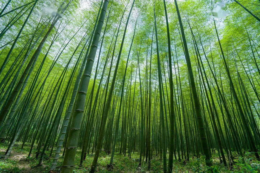 景南万亩竹海落落晨星皆不如姑娘眉眼动人