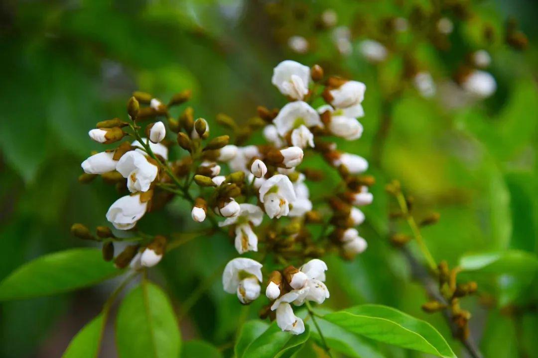 老师向学生讲述南山红豆树的故事红豆千年的相思寓意,百年底蕴的南山