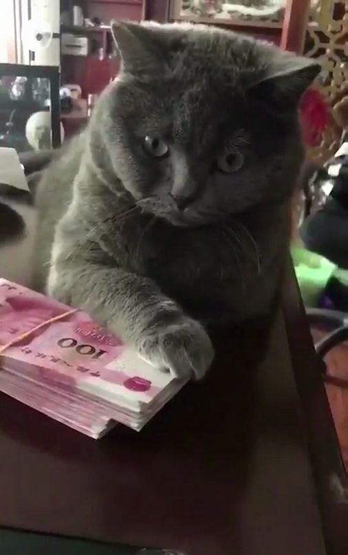有只爱钱如命的猫是怎样的体验喵星人钱是我的谁也别想动